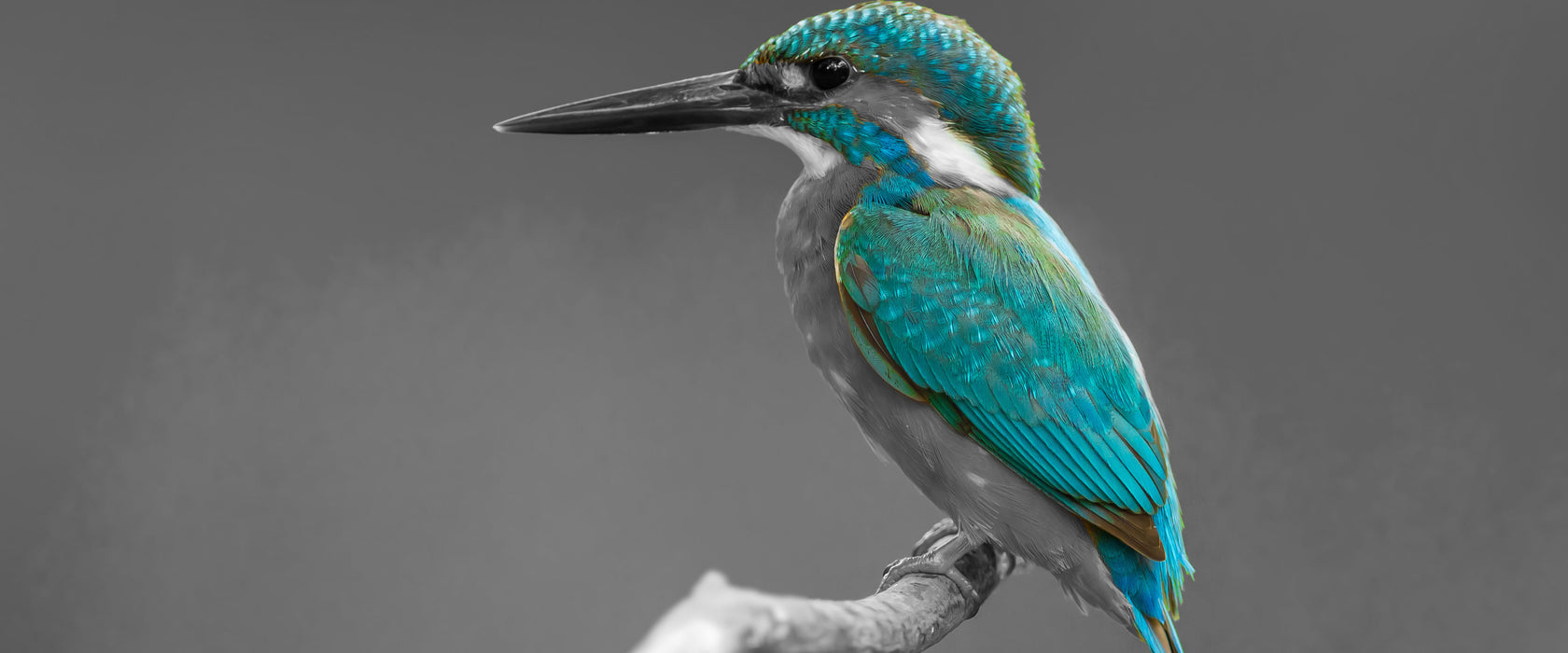 wunderschöner Eisvogel auf Ast, Glasbild Panorama