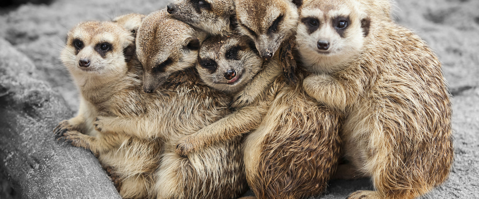 süße Erdmännchen kuscheln, Glasbild Panorama