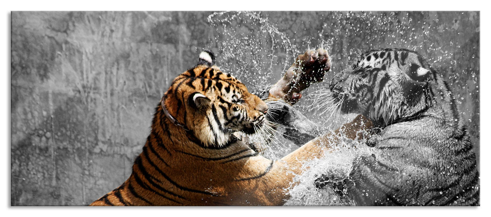 Pixxprint prachtvolle Tiger kämpfen, Glasbild Panorama