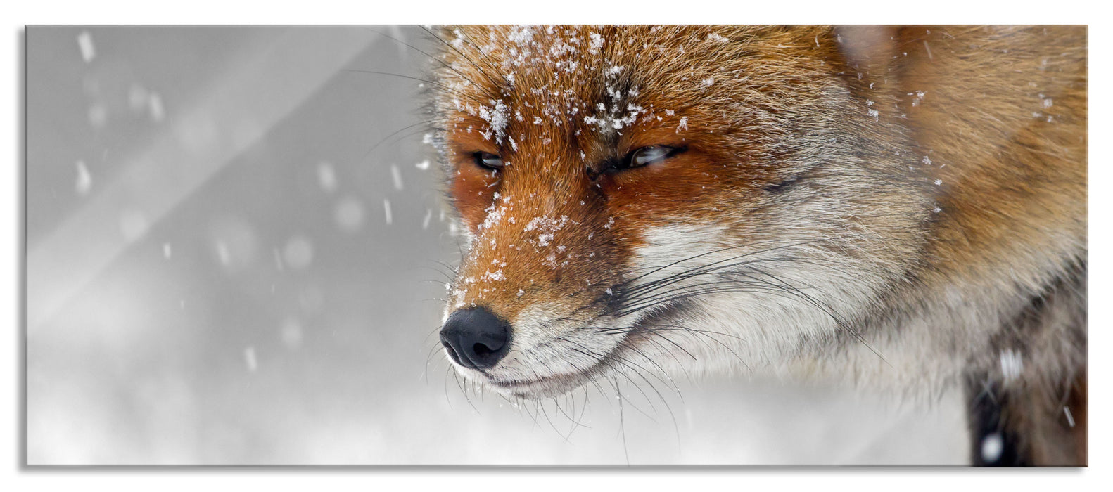 Pixxprint wunderschöner Fuchs im Schnee, Glasbild Panorama