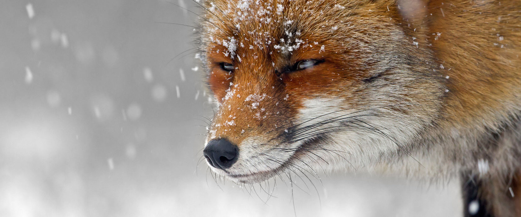 wunderschöner Fuchs im Schnee, Glasbild Panorama