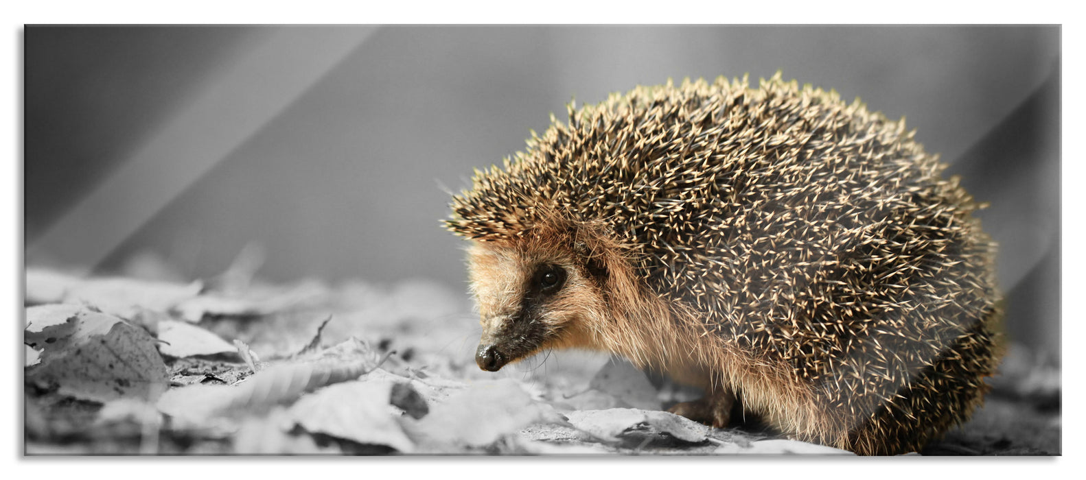 Pixxprint kleiner süßer Igel im Laub, Glasbild Panorama