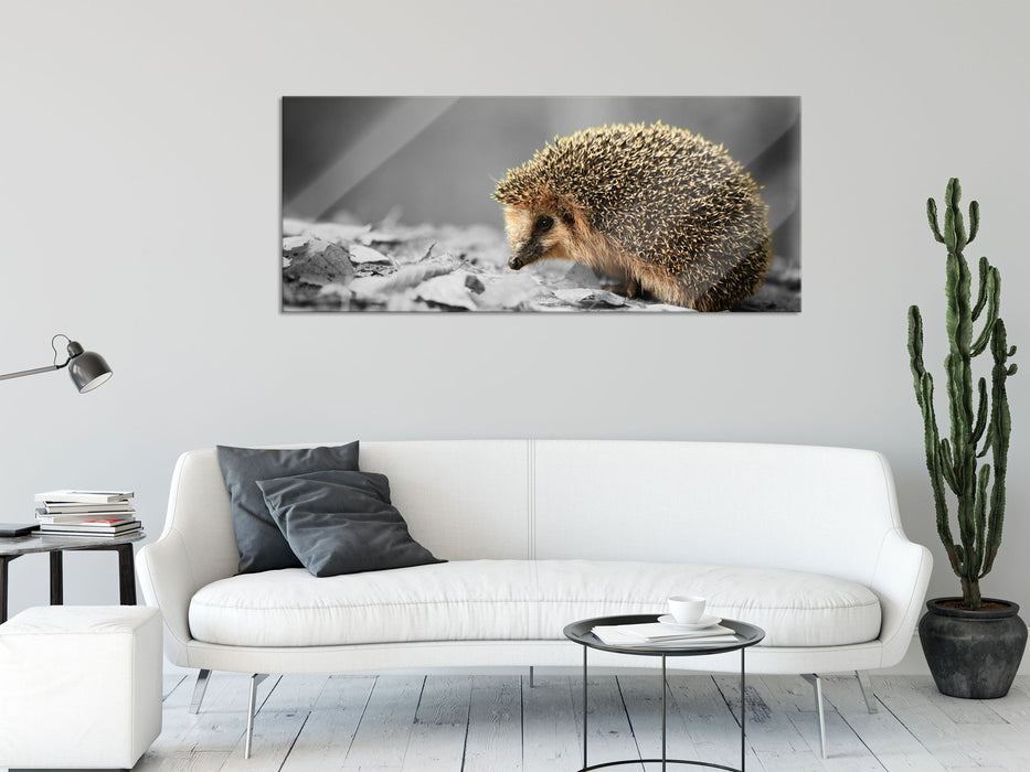 kleiner süßer Igel im Laub, Glasbild Panorama— Pixxprint.de kleiner süßer Igel im Laub, Glasbild Panorama— Pixxprint.de