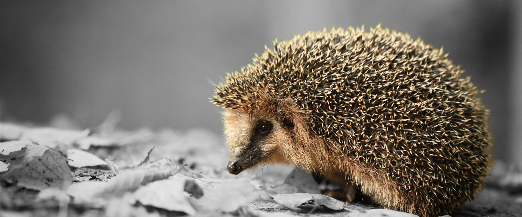 kleiner süßer Igel im Laub, Glasbild Panorama