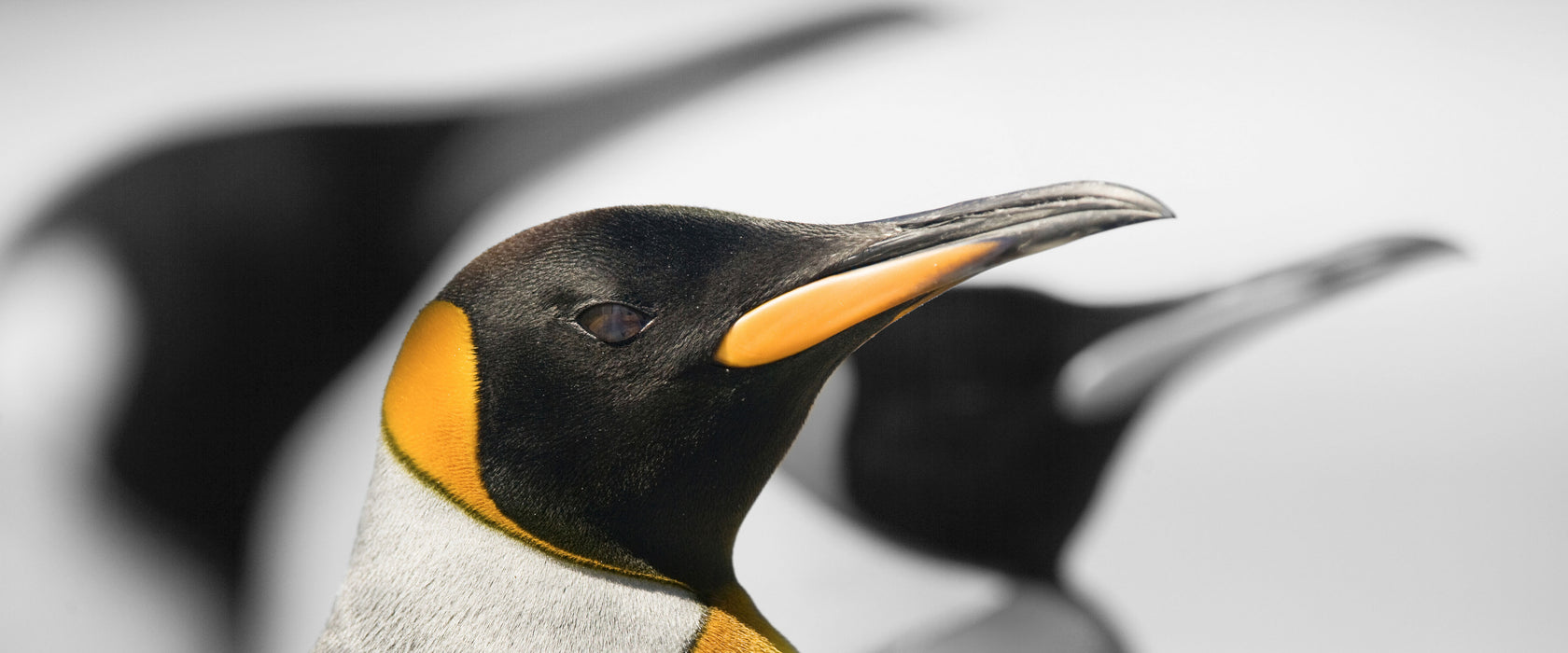 wunderschöne Kaiserpinguine, Glasbild Panorama