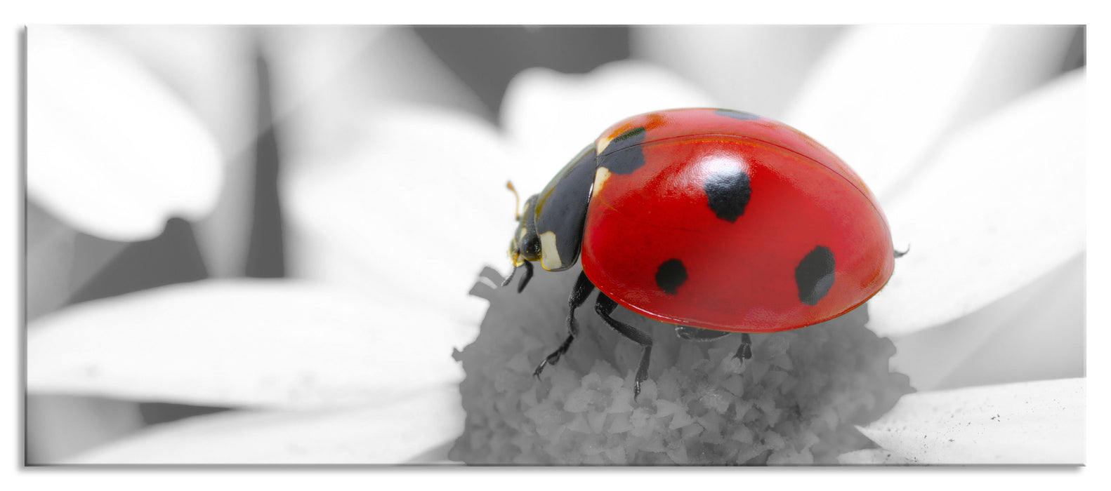 Pixxprint süßer Marienkäfer auf Gänseblume, Glasbild Panorama