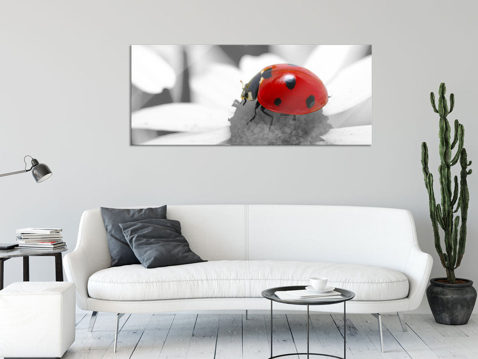 süßer Marienkäfer auf Gänseblume, Glasbild Panorama