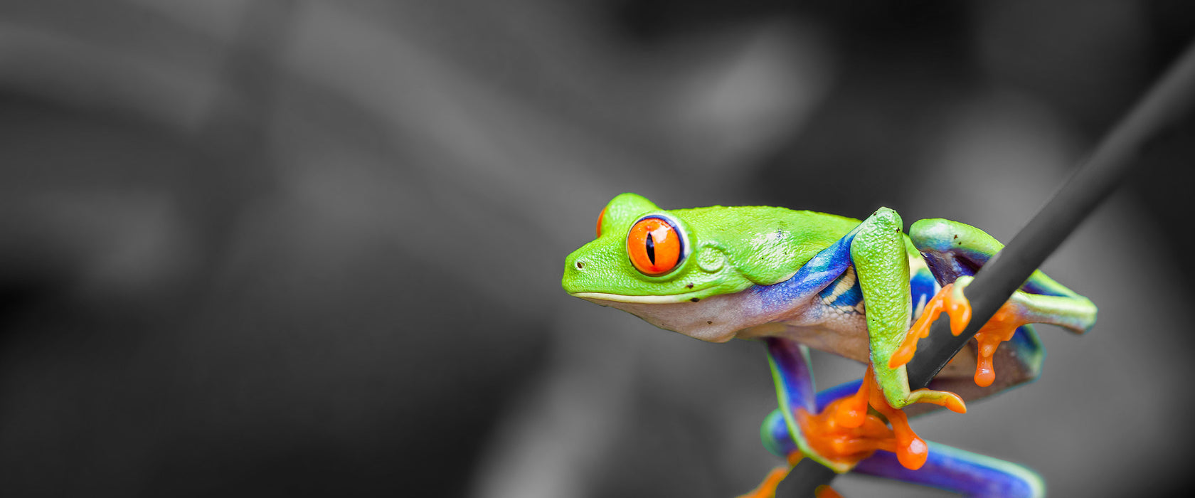 kleiner Frosch auf Zweig, Glasbild Panorama