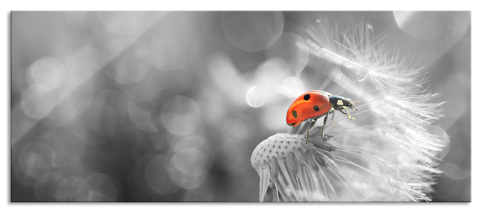 Pixxprint Marienkäfer auf Pusteblume, Glasbild Panorama