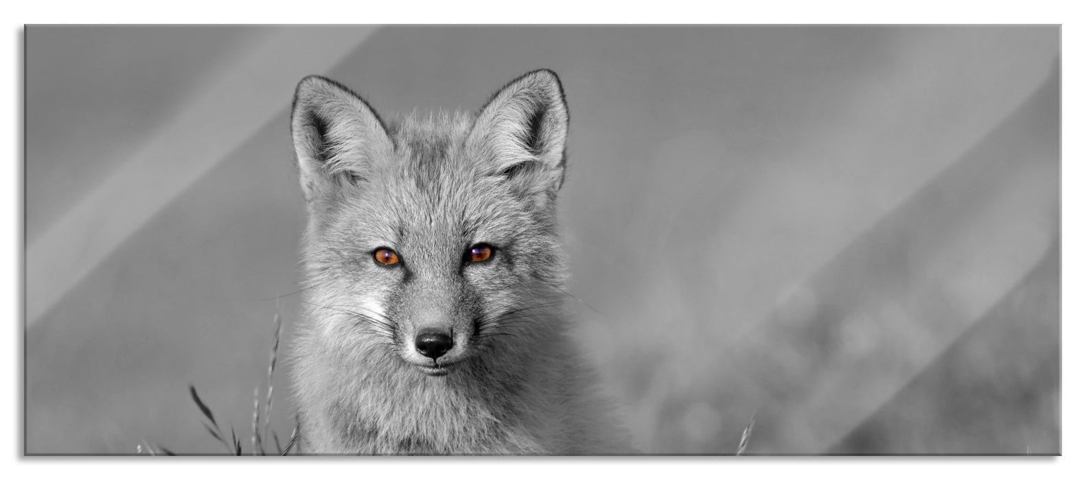 Pixxprint kleiner süßer Fuchs auf Wiese, Glasbild Panorama