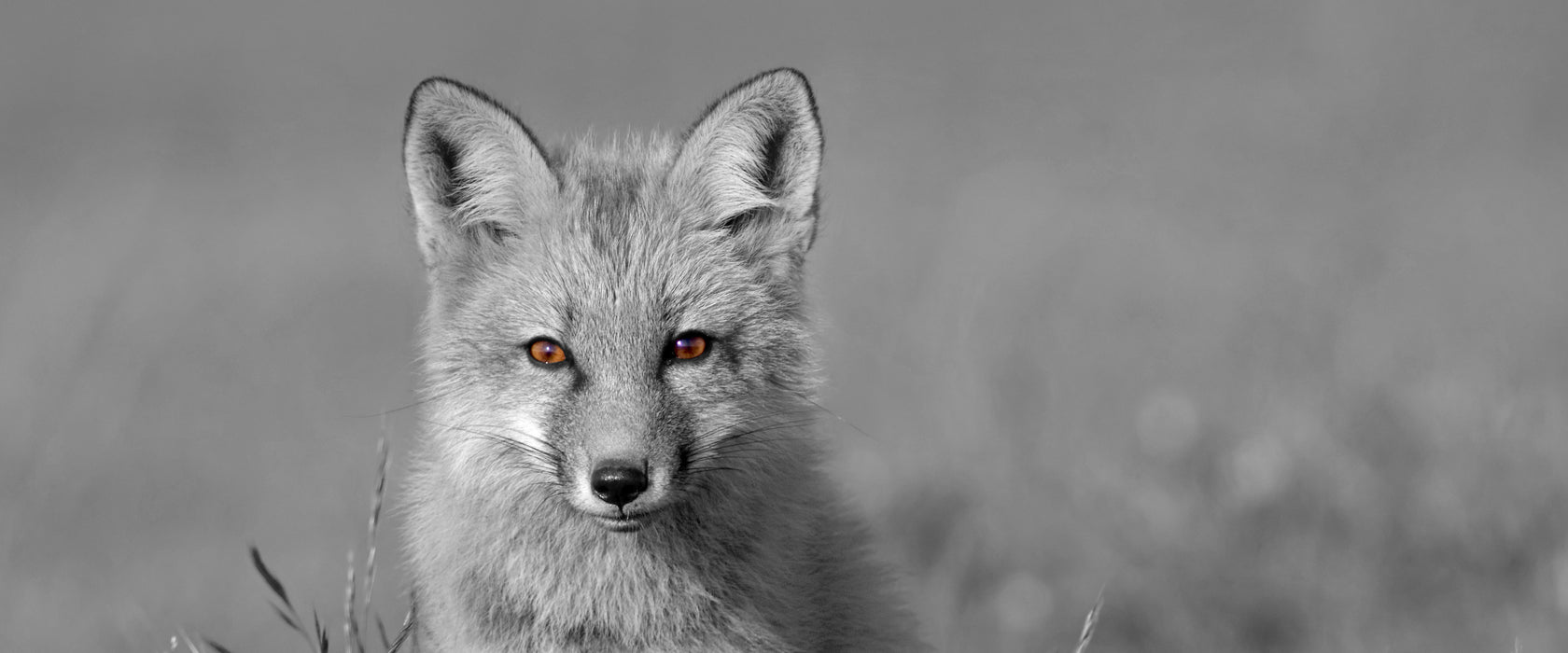 kleiner süßer Fuchs auf Wiese, Glasbild Panorama