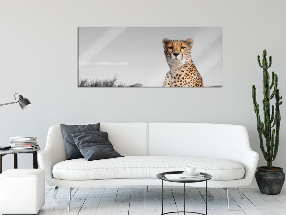 prächtiger Gepard in Savanne, Glasbild Panorama