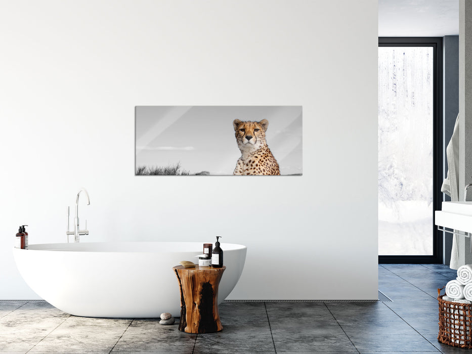 prächtiger Gepard in Savanne, Glasbild Panorama