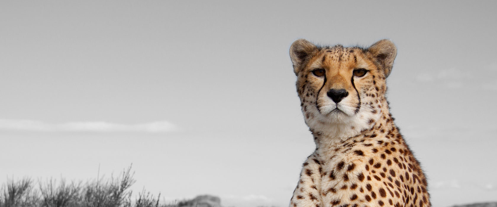 prächtiger Gepard in Savanne, Glasbild Panorama