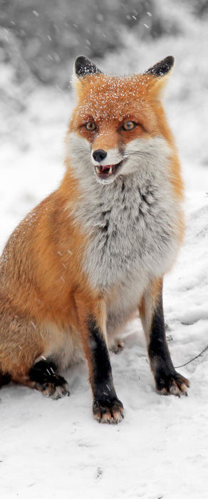 angespannter Fuchs im Schnee, Glasbild Panorama