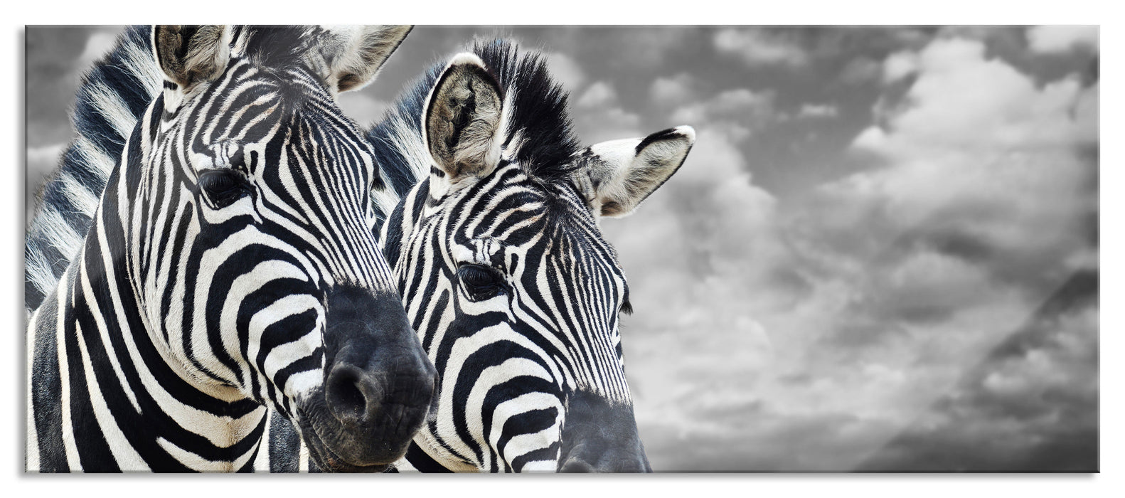 Pixxprint zwei Zebras, Glasbild Panorama