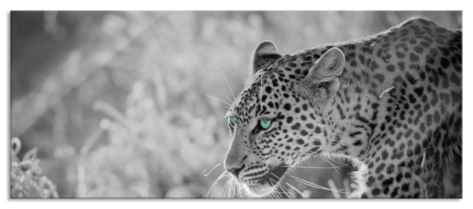 Pixxprint schleichender Leopard, Glasbild Panorama