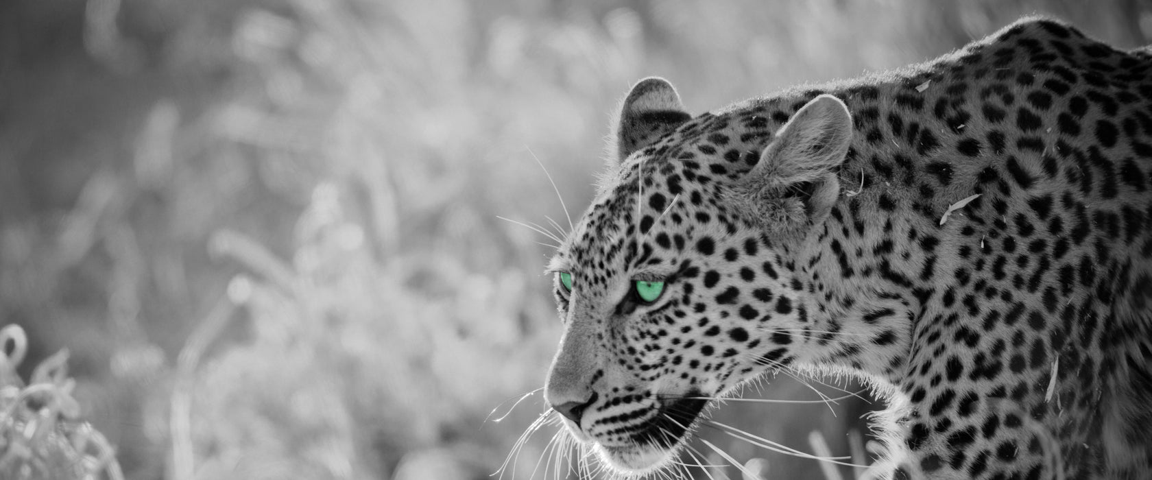 schleichender Leopard, Glasbild Panorama