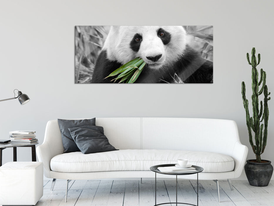 kuscheliger Panda frisst Bambus, Glasbild Panorama