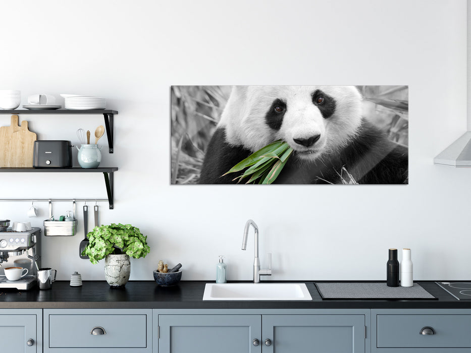 kuscheliger Panda frisst Bambus, Glasbild Panorama