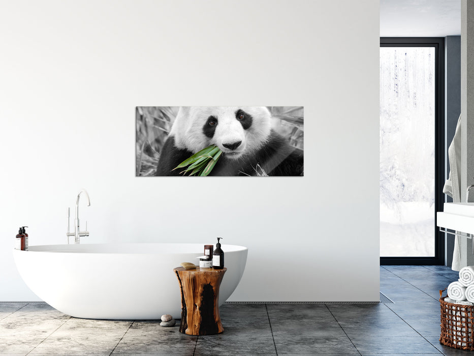 kuscheliger Panda frisst Bambus, Glasbild Panorama