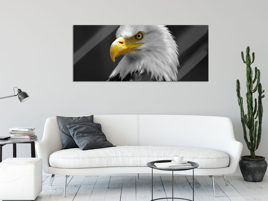 eindrucksvoller Weißkopfseeadler, Glasbild Panorama