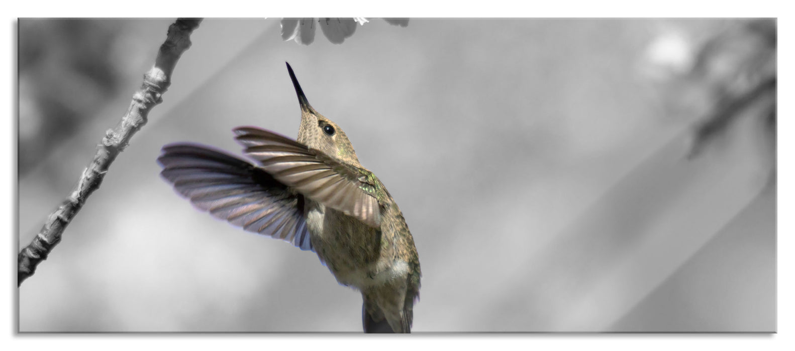 Pixxprint Kolibri vor Kirschblüte, Glasbild Panorama