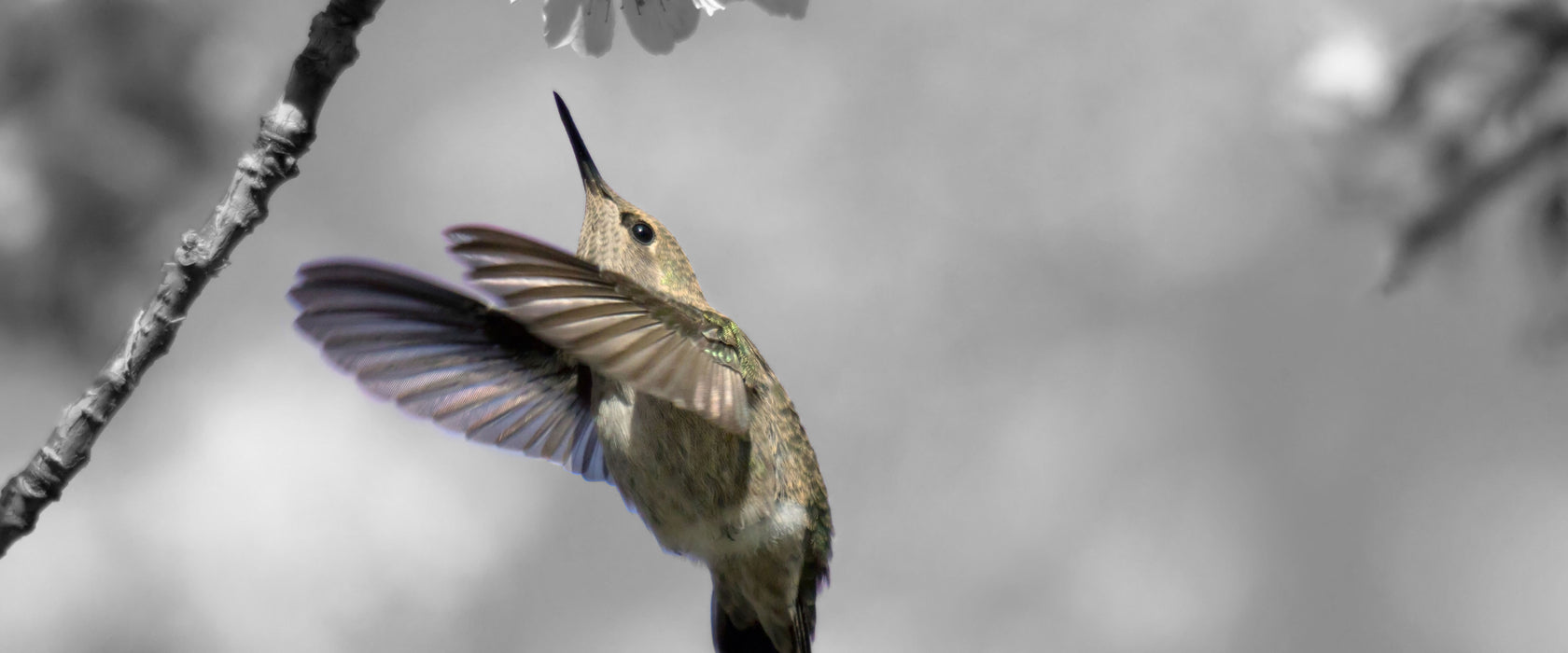 Kolibri vor Kirschblüte, Glasbild Panorama