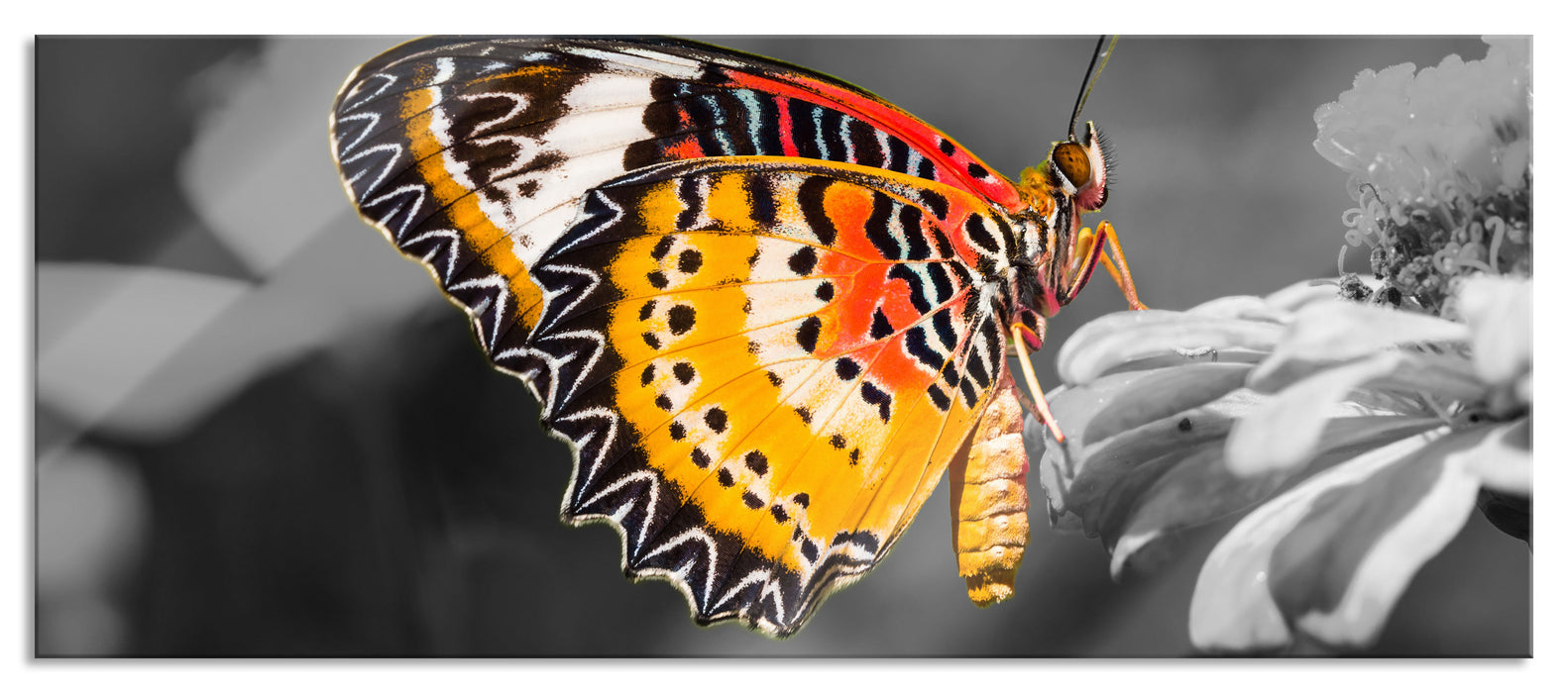 Pixxprint schöner Schmetterling auf Blüte, Glasbild Panorama