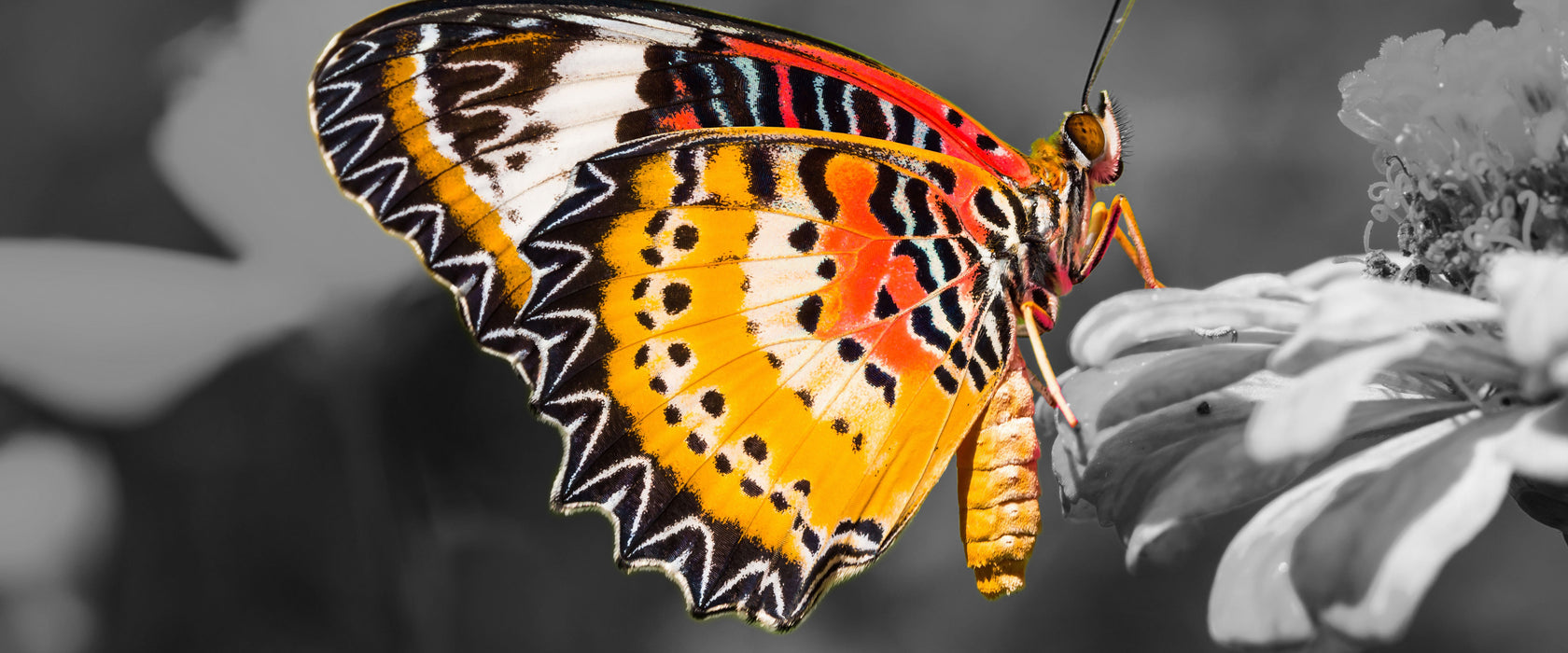 schöner Schmetterling auf Blüte, Glasbild Panorama