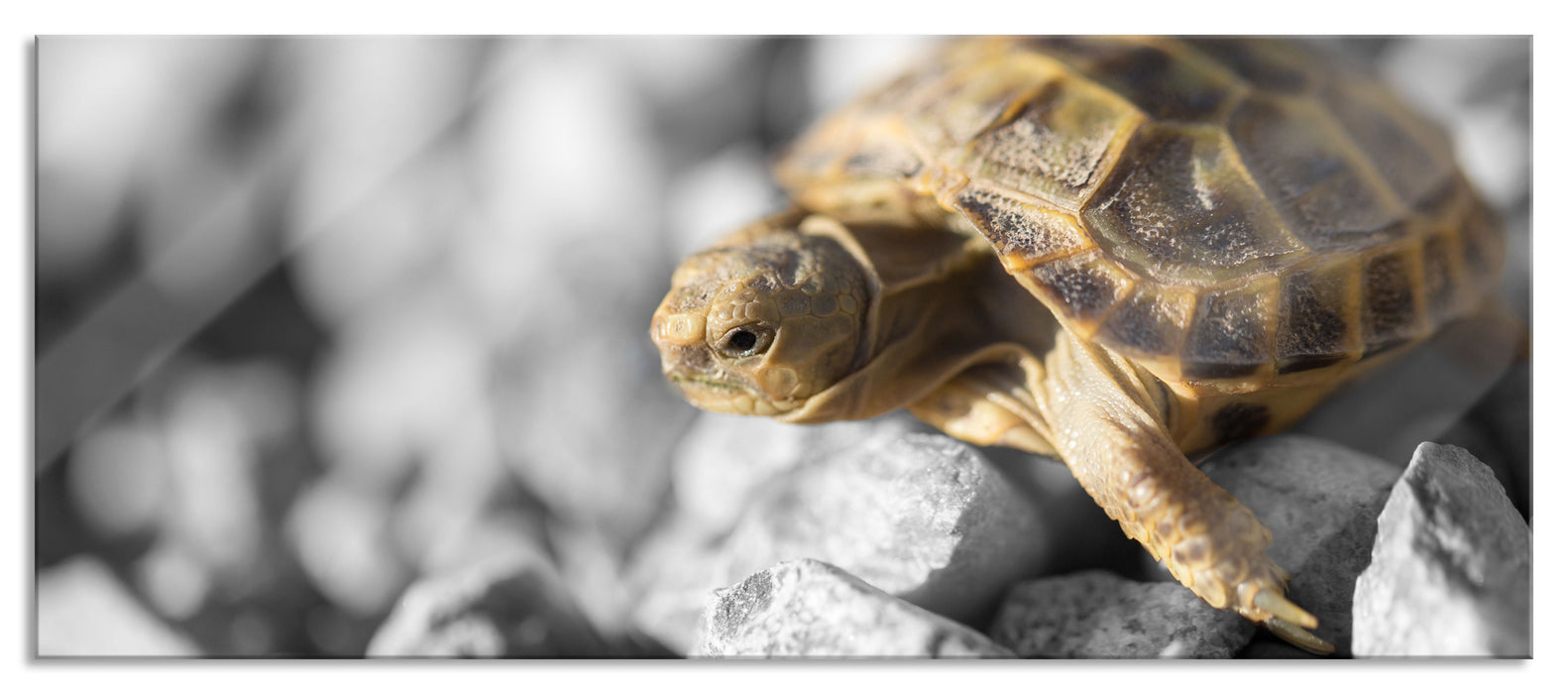 Pixxprint süße Schildkröte auf Steinen, Glasbild Panorama