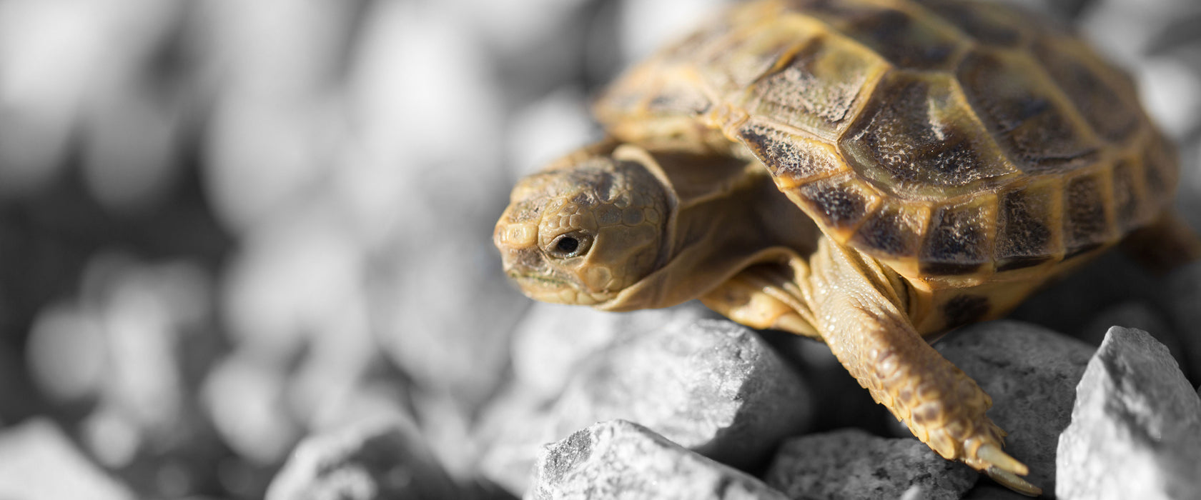 süße Schildkröte auf Steinen, Glasbild Panorama