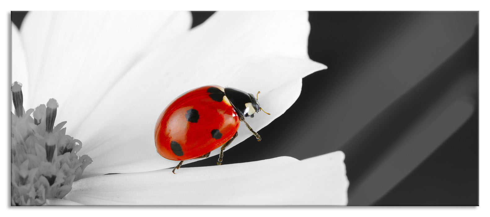 Pixxprint niedlicher Marienkäfer auf Blüte, Glasbild Panorama