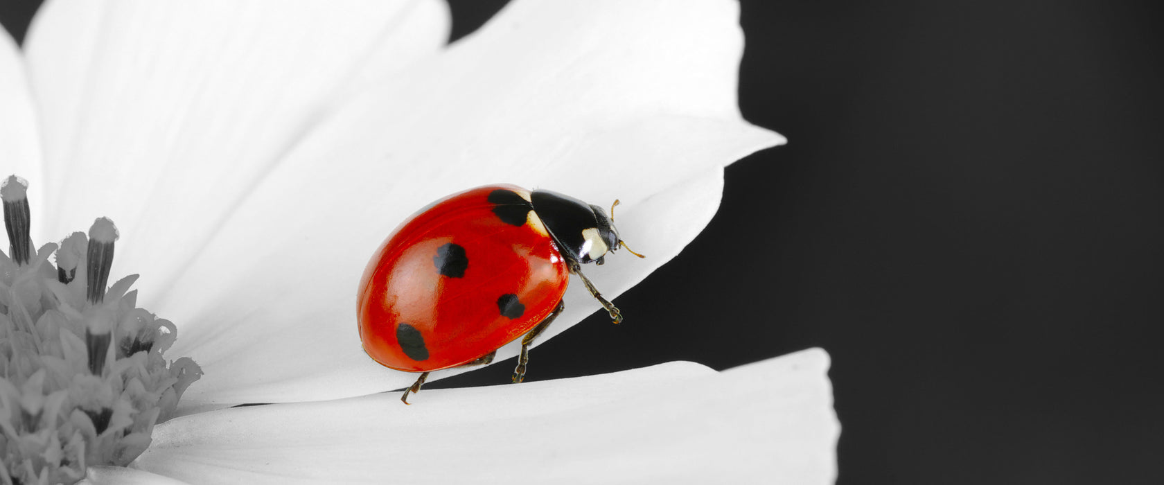 niedlicher Marienkäfer auf Blüte, Glasbild Panorama