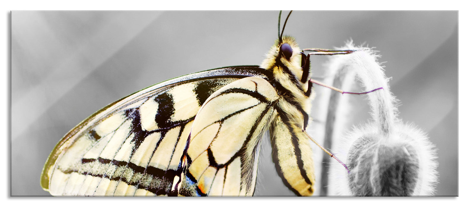 Pixxprint schöner Schmetterling an Blüte, Glasbild Panorama