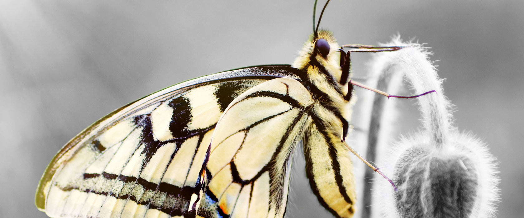 schöner Schmetterling an Blüte, Glasbild Panorama