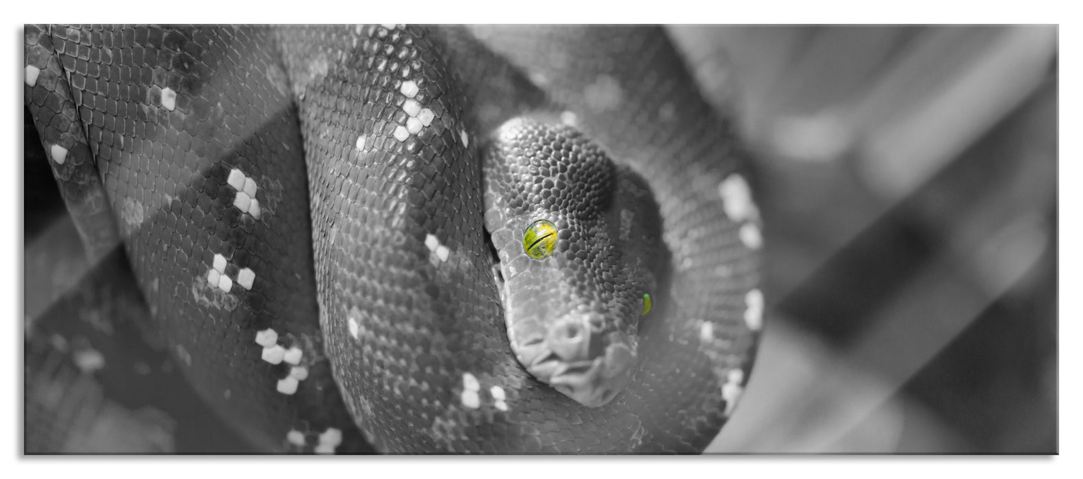 Pixxprint ruhende Baumschlange, Glasbild Panorama