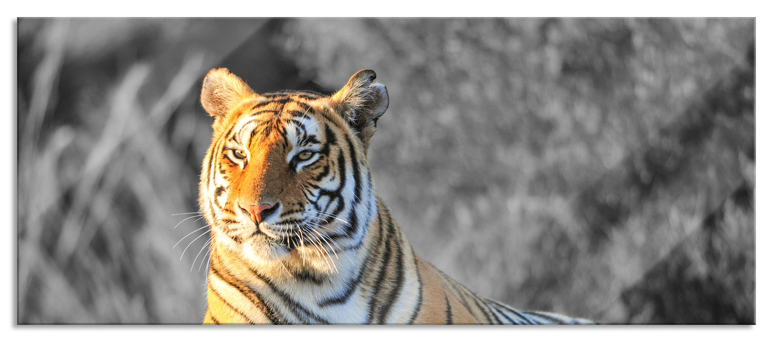 Pixxprint wunderschöner stolzer Tiger, Glasbild Panorama