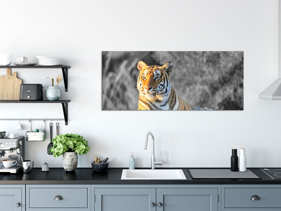 wunderschöner stolzer Tiger, Glasbild Panorama