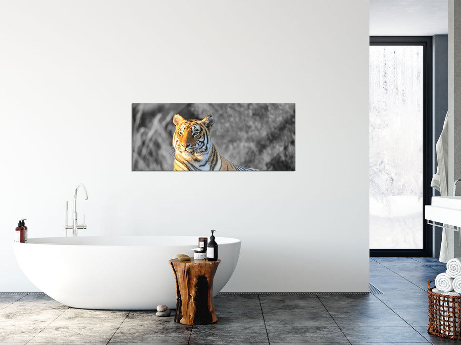 wunderschöner stolzer Tiger, Glasbild Panorama