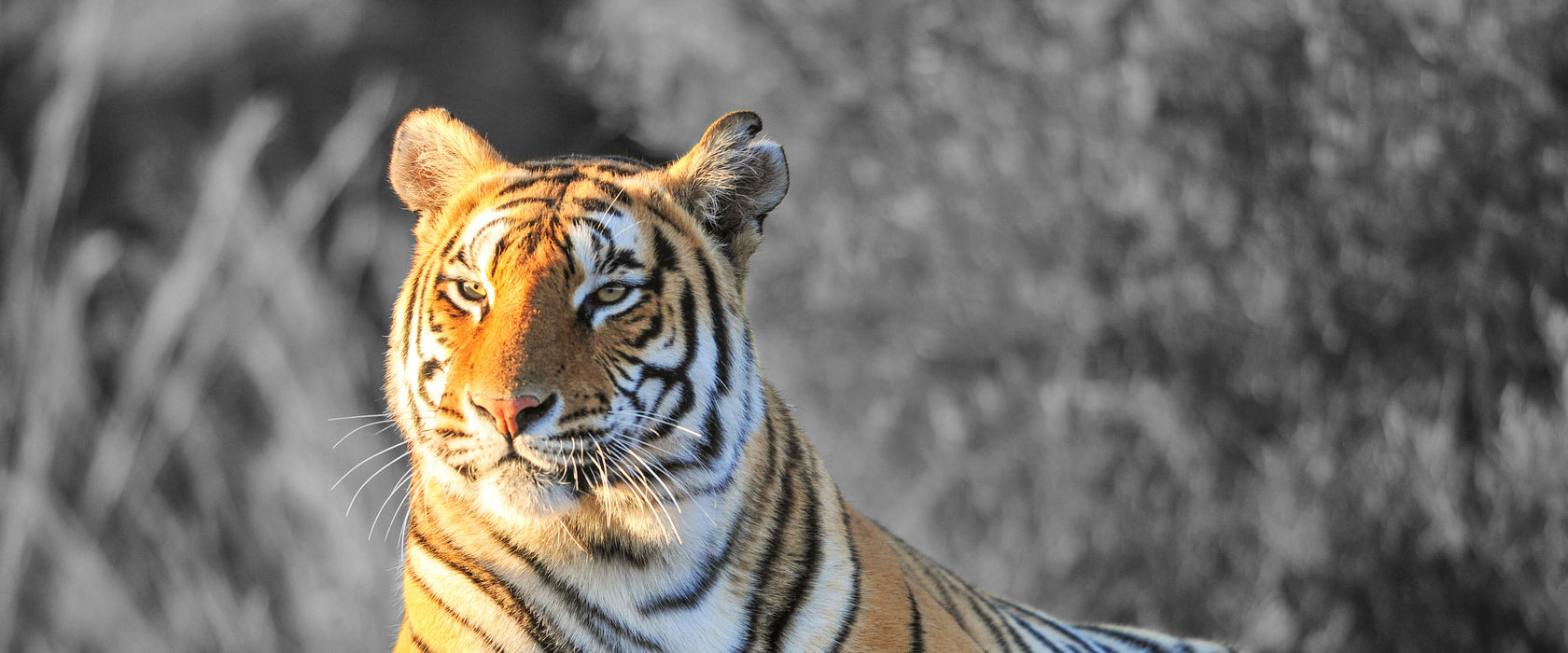 wunderschöner stolzer Tiger, Glasbild Panorama