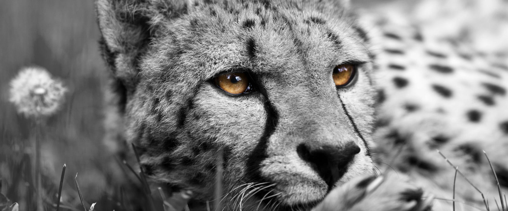 hübscher Gepard im Gras, Glasbild Panorama