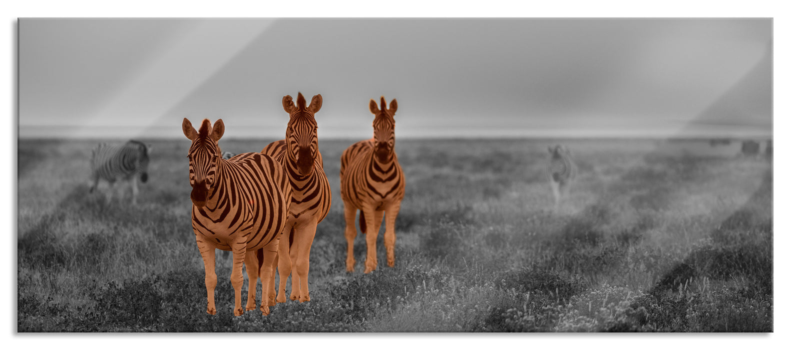 Pixxprint neugierige Zebras in der Savanne, Glasbild Panorama