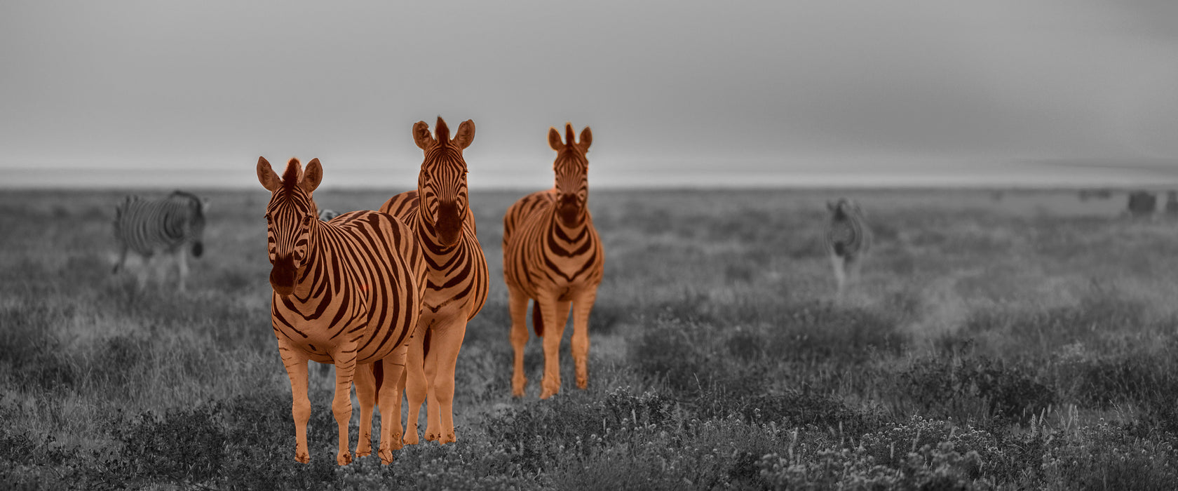 neugierige Zebras in der Savanne, Glasbild Panorama