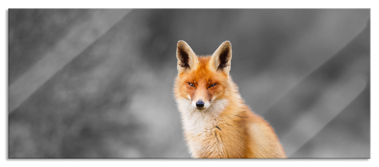 Pixxprint prachtvoller Fuchs, Glasbild Panorama