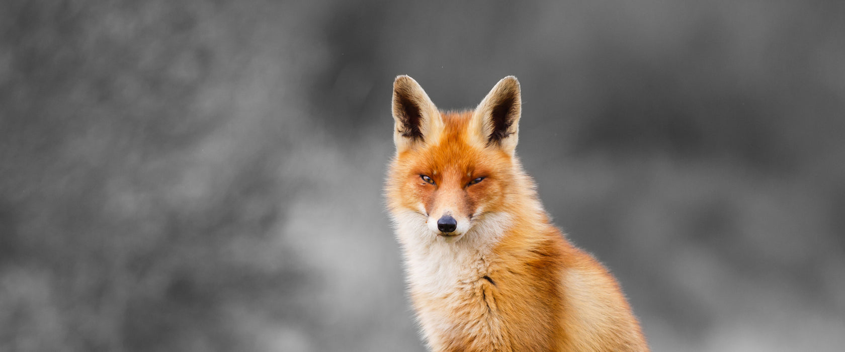 prachtvoller Fuchs, Glasbild Panorama