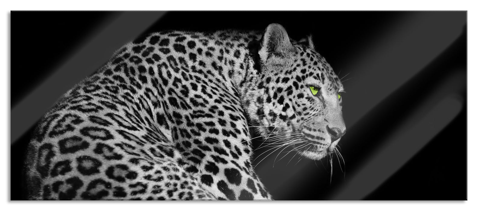 Pixxprint Dark wunderschöner Leopard, Glasbild Panorama