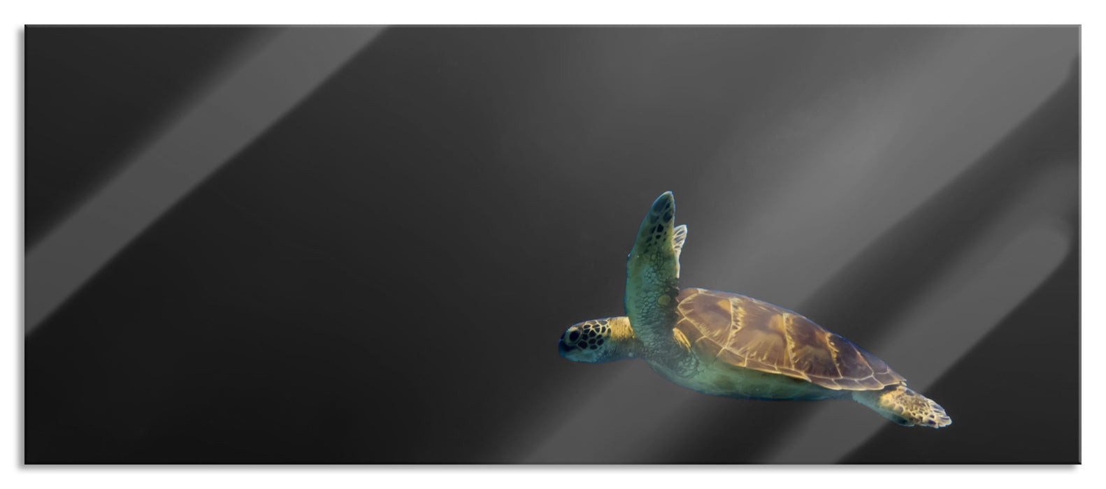 Pixxprint einsame Schildkröte im Meer, Glasbild Panorama