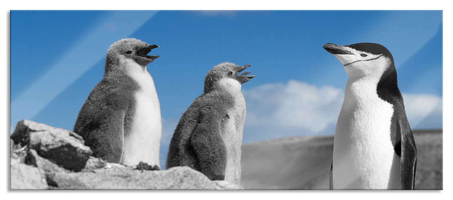 Pixxprint süße Pinguine, Glasbild Panorama