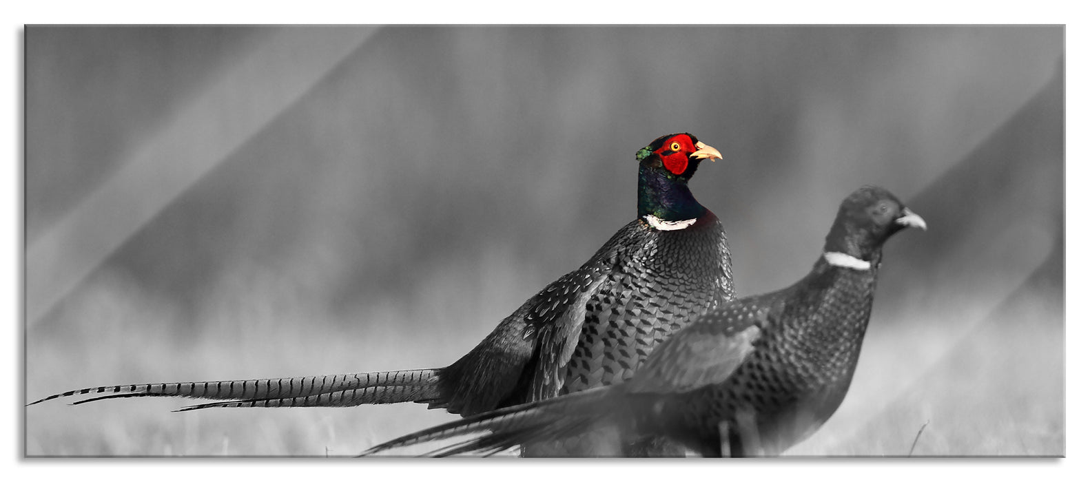 Pixxprint zwei Fasane auf Wiese, Glasbild Panorama